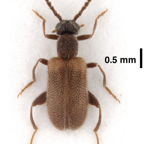 Elonus excavatus Werner, 1992