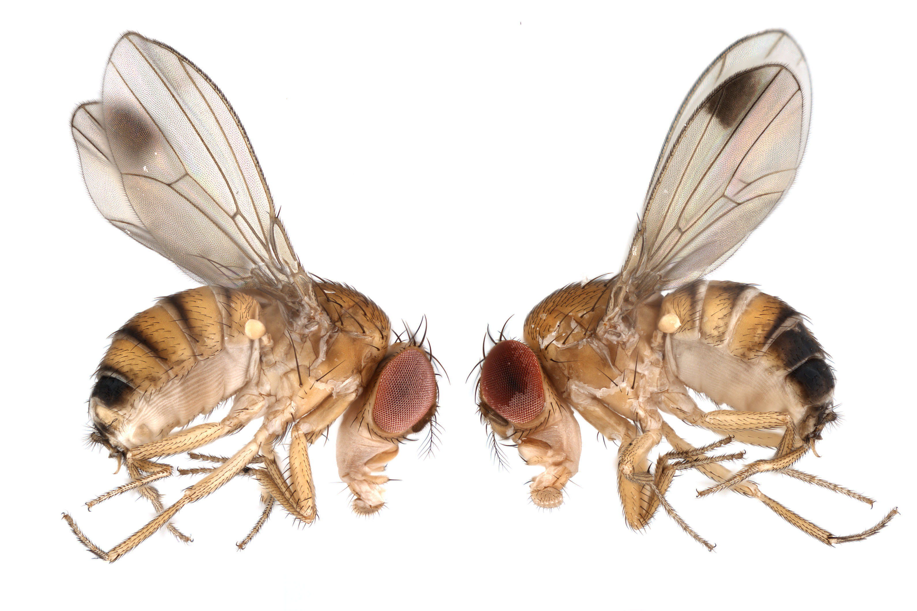 1x20_ICB005 biarmipes gynandromorph_montage