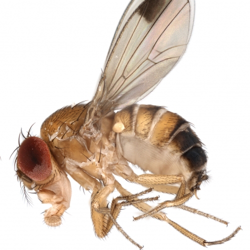 1x20_ICB005 biarmipes gynandromorph_montage