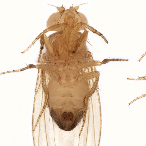 spiderfly