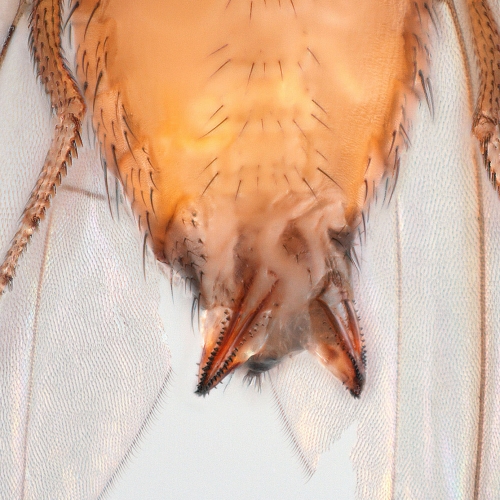 double ovipositor suzukii_small