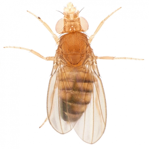 gynandromorph_small