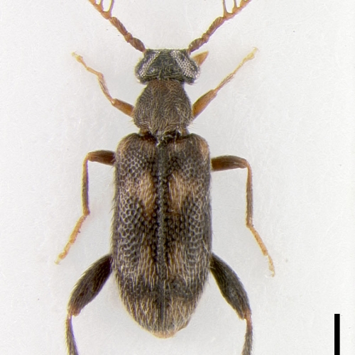 NG14243_ NG14244 Emelinus melsheimeri