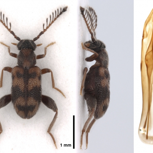 NG18952 Emelinus breviramus