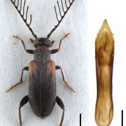 NGo2009 Emelinus butleri_male_habitus2_1x12,5