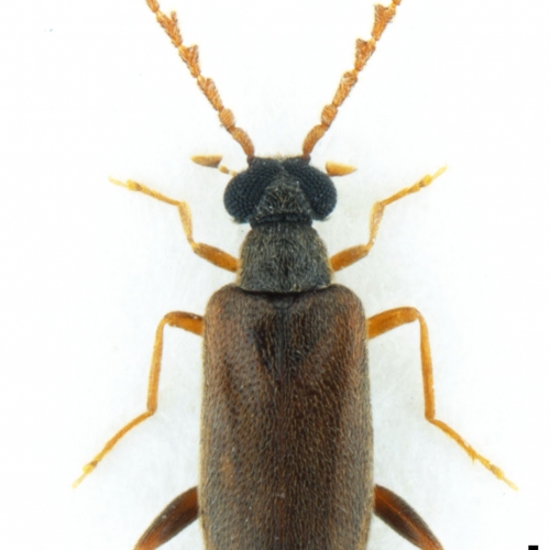 NG17137 Euglenes pygmaeus