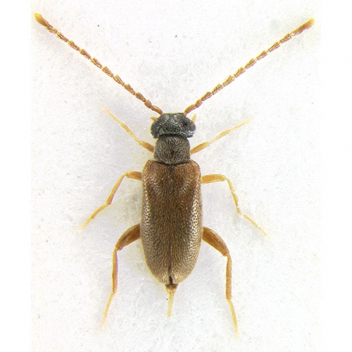 NG3369-Euglenes-oculatus_thumb