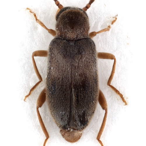Hylobaenus varicornis Champion, 1916 (female)