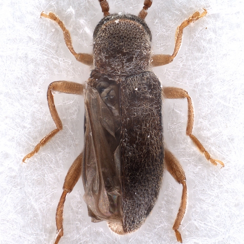 Hylobaenus varicornis Champion, 1916 (male)