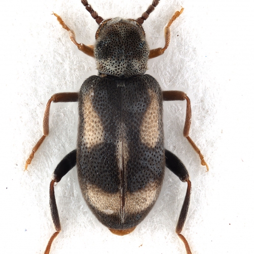 Phytobaenus amabilis R. F. Sahlberg, 1834