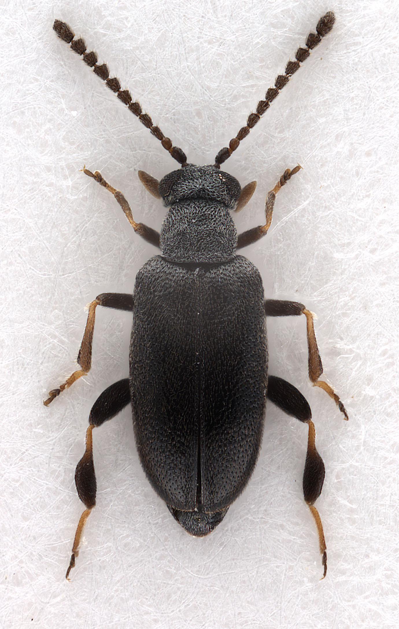 Pseudoanidorus laesicollis (Fairmaire, 1884) (male)