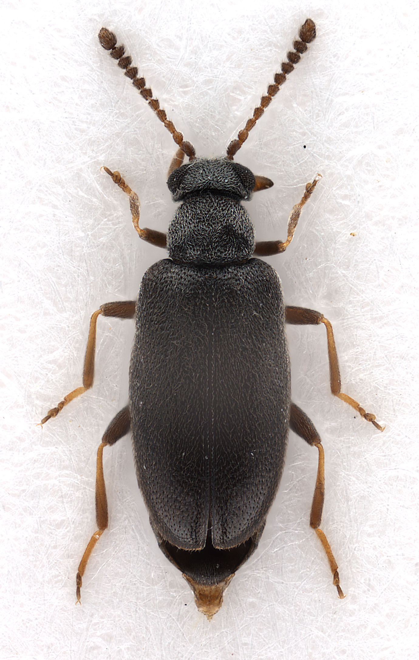 Pseudoanidorus laesicollis (Fairmaire, 1884) (female)