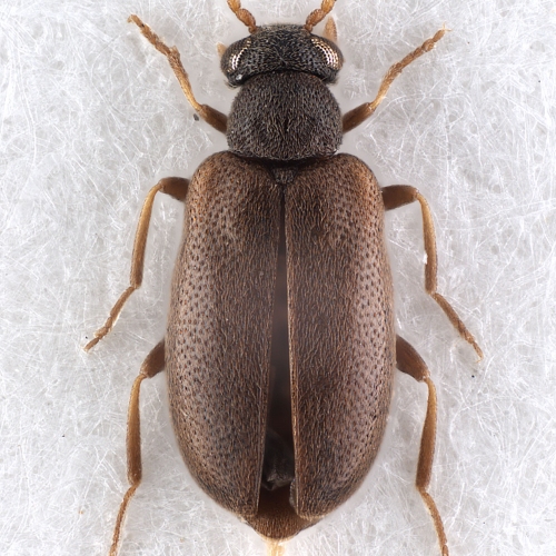 Pseudoanidorus sp. (female)