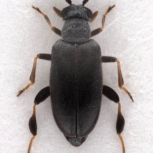 Pseudoanidorus laesicollis (Fairmaire, 1884) (male)