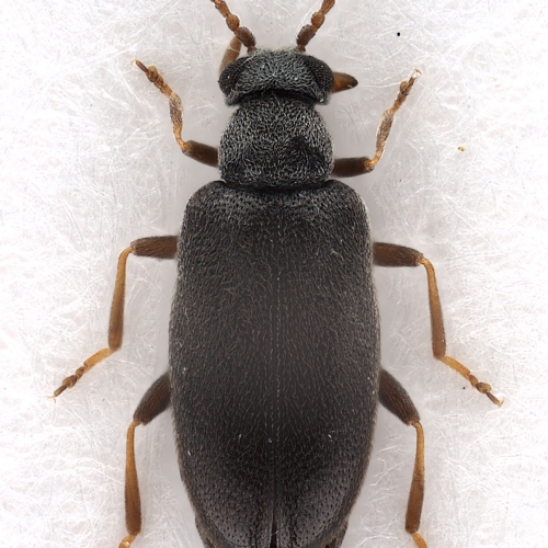 Pseudoanidorus laesicollis (Fairmaire, 1884) (female)