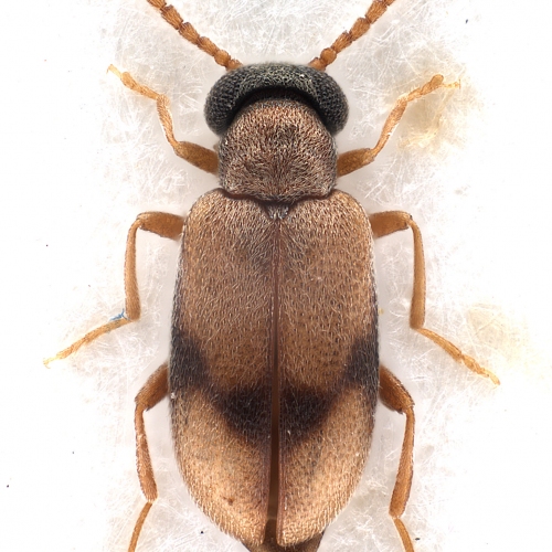 Vanonus unifasciatus (Champion, 1890) (male)