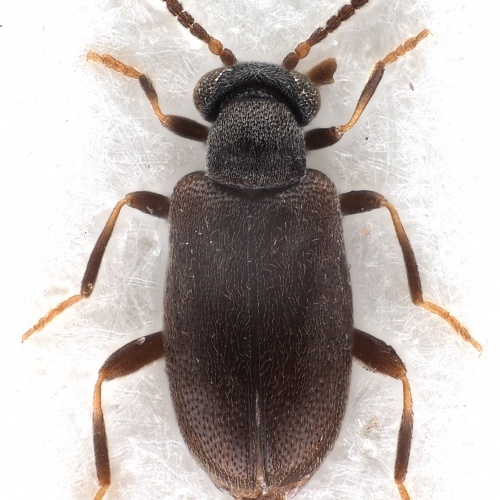 Vanonus vigilans Casey, 1895 (male)