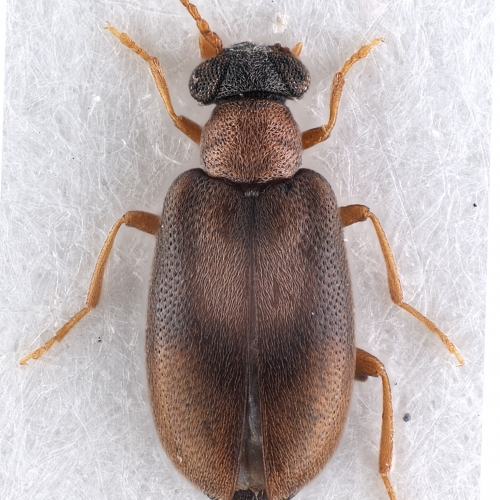 Vanonus prope_dryophiloides (Champion, 1916) (female)