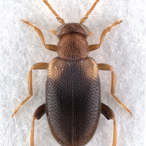 Vanonus bicolor (Champion, 1890) (male)