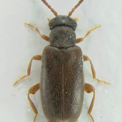 Vanonus brevicornis (Perris, 1869)
