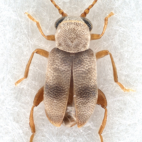 Xylophilus egregius (Champion, 1915) (male)