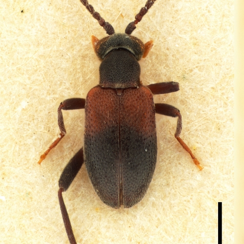 NGo1512 Hylophilus bipartitus_Mount