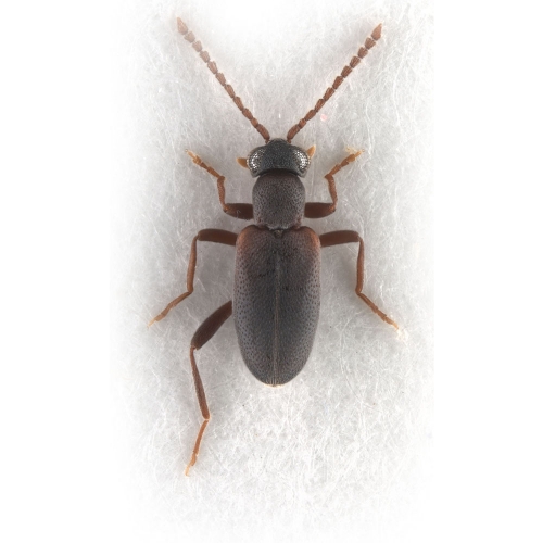 Zarcosia sp.