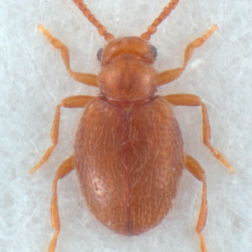 Gymnoganascus stephani Werner 1990
