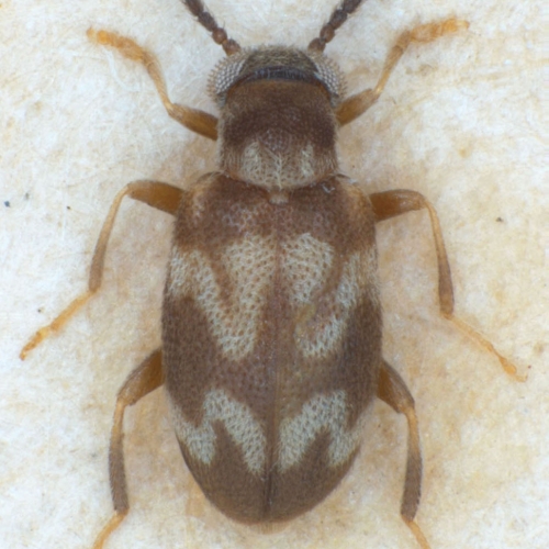 NG1403 Mixaderus angustifasciatus type