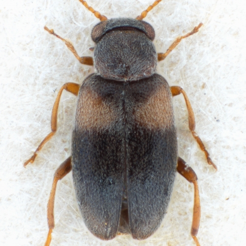 NGo1476 Mixaderus basithorax holotype dorsal