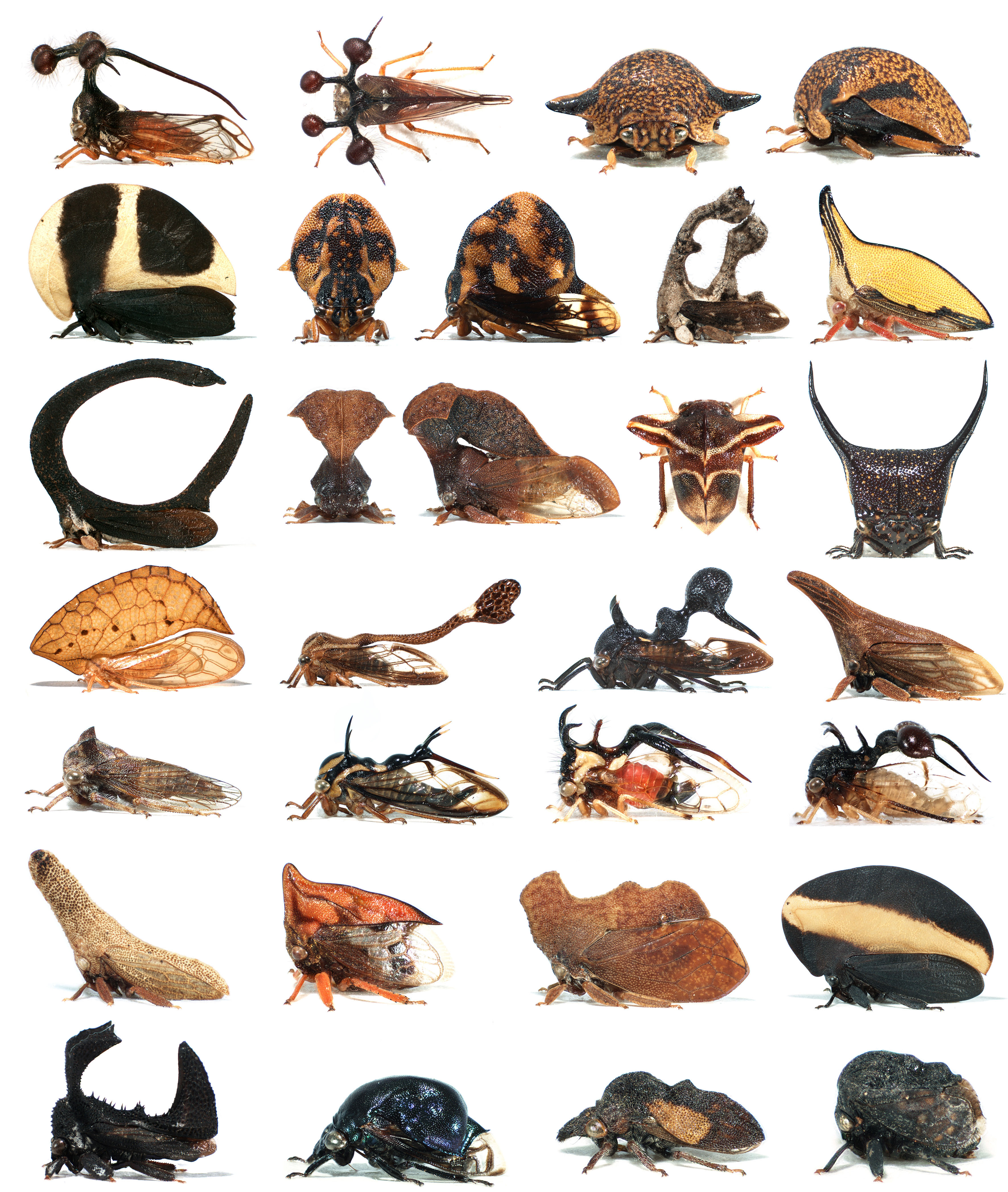 Membracidae (treehoppers)