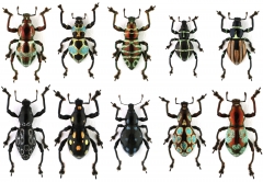 Pachyrhynchus_plate