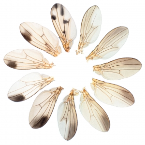 Drosophila (Sophophora) male wings