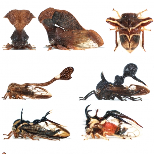 Membracidae (treehoppers)