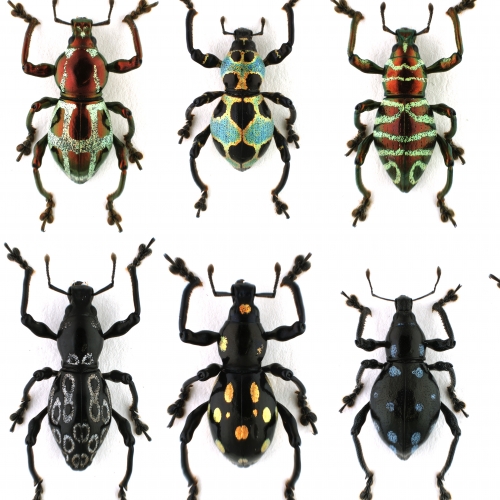 Pachyrhynchus_plate