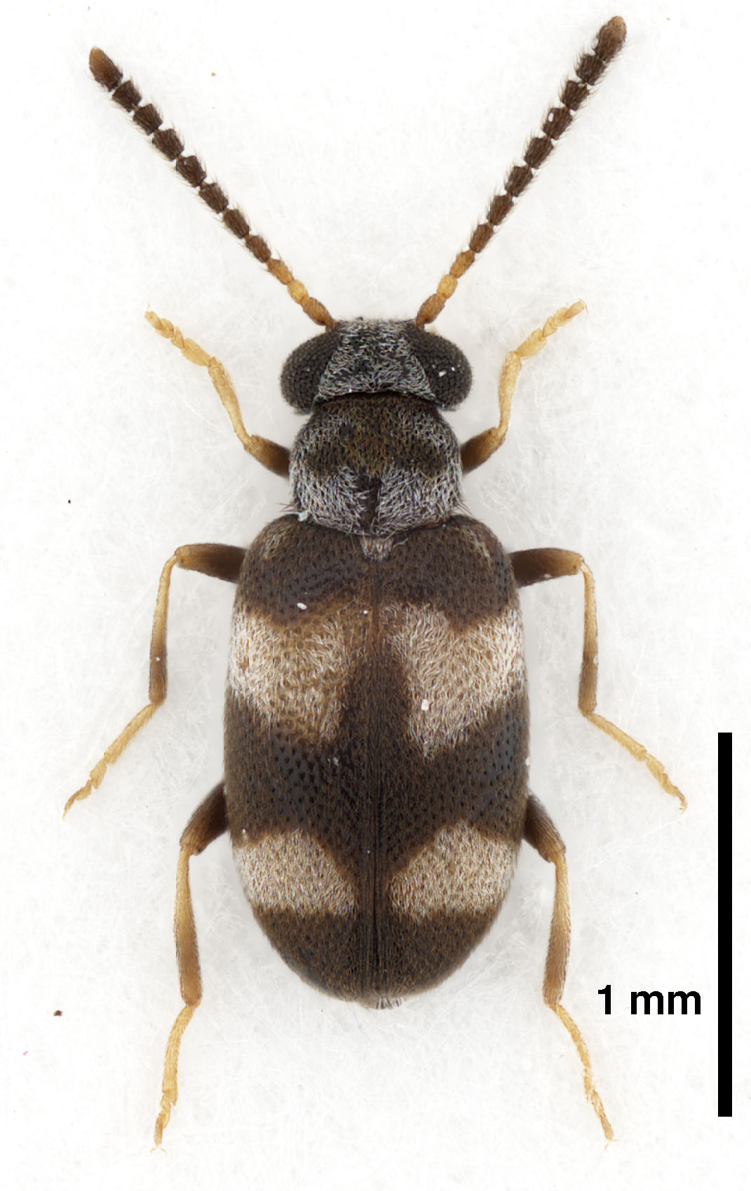 Mixaderus gomyi Gompel, 2012