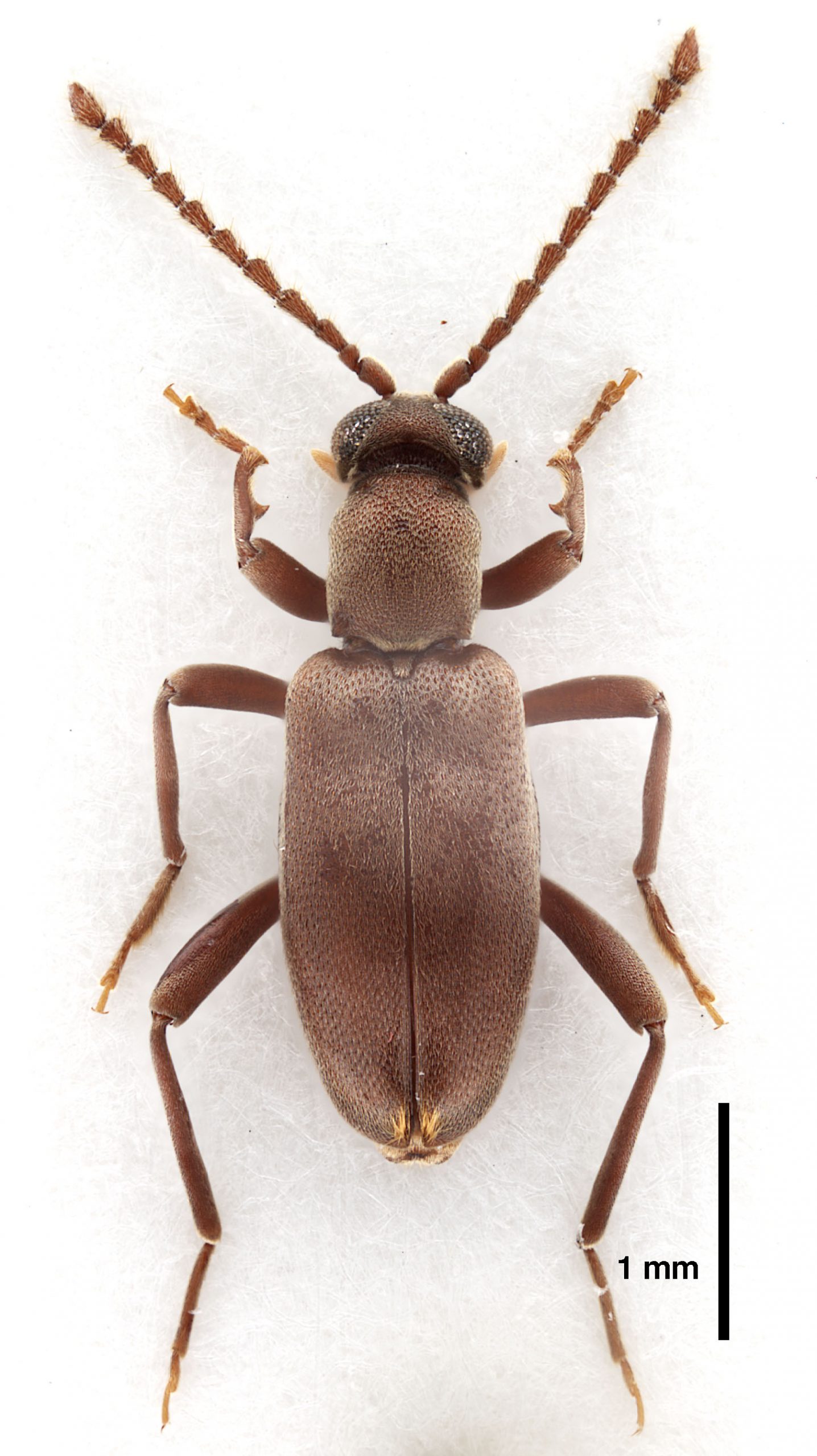Zarcosia srilankaensis Gompel, 2020