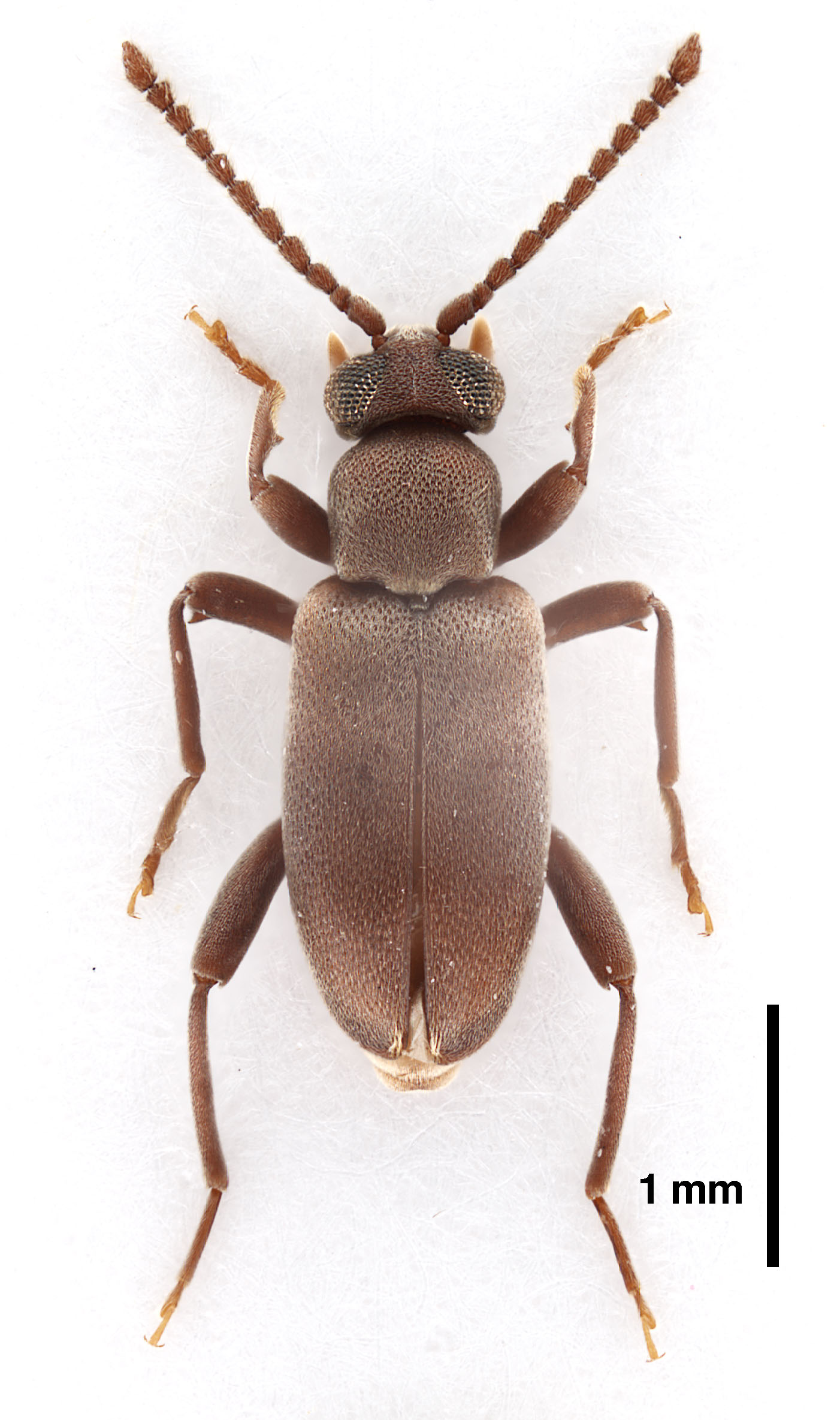 Zarcosia intermedia Gompel, 2020