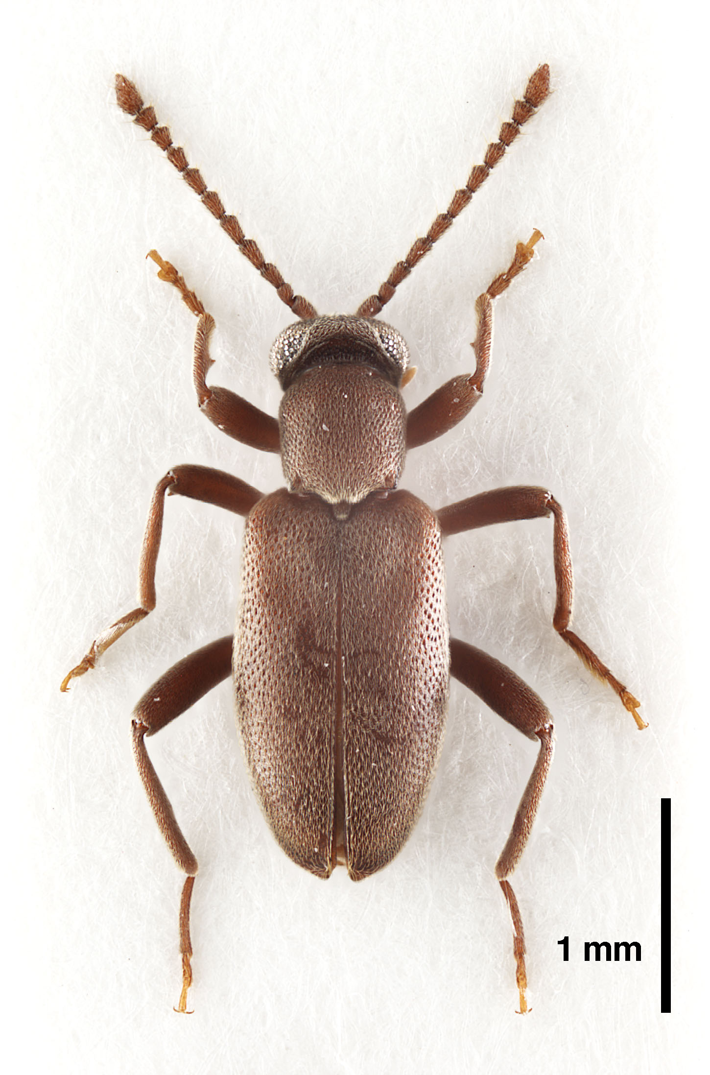 Zarcosia brunnea Gompel, 2020