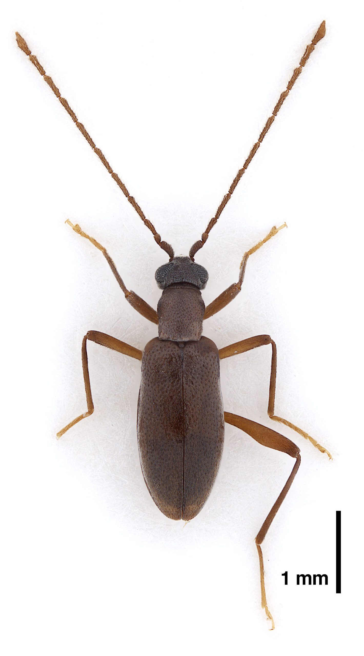 Zarcosia ilonae Gompel, 2020