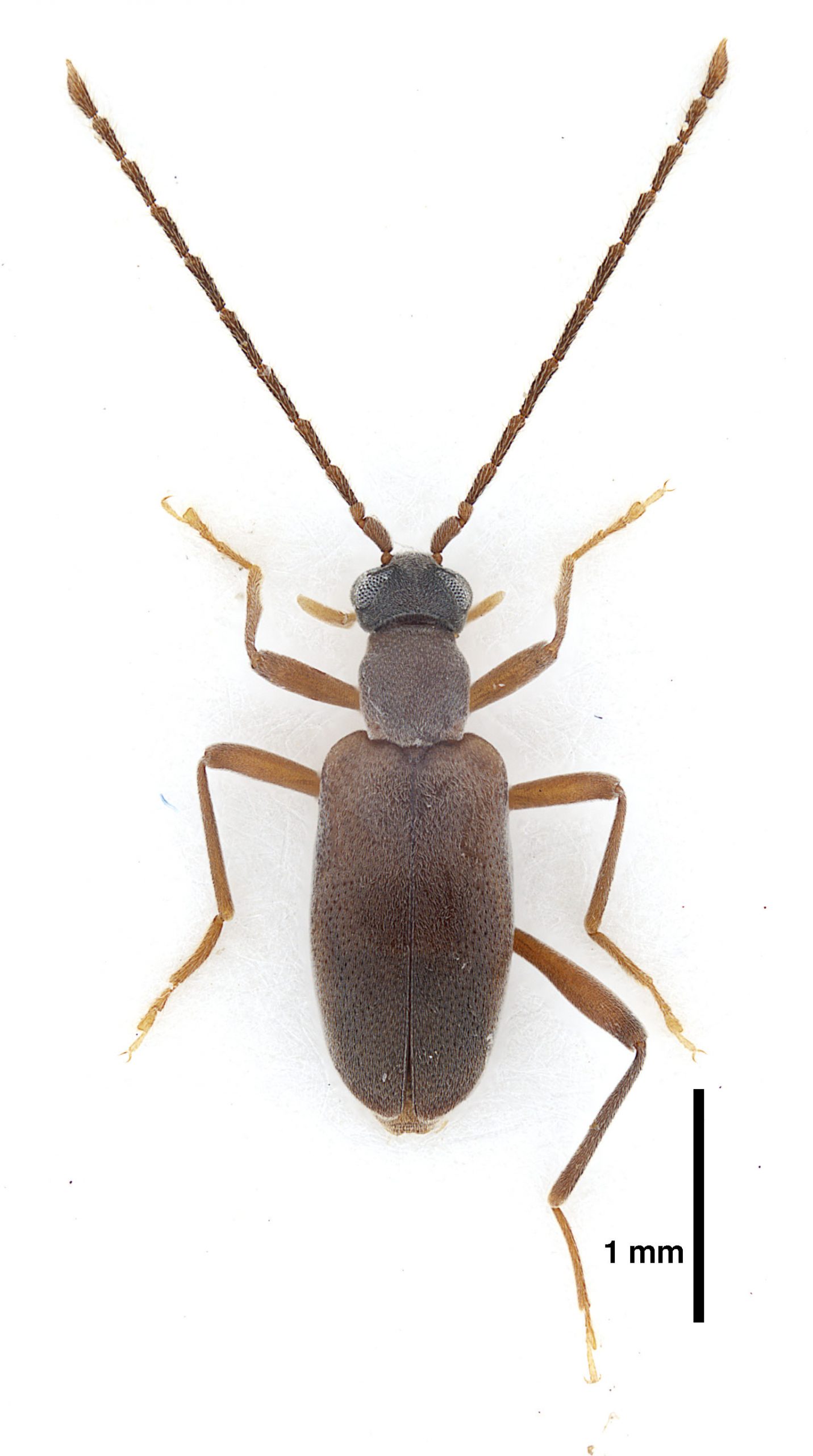Zarcosia deharvengi Gompel, 2020