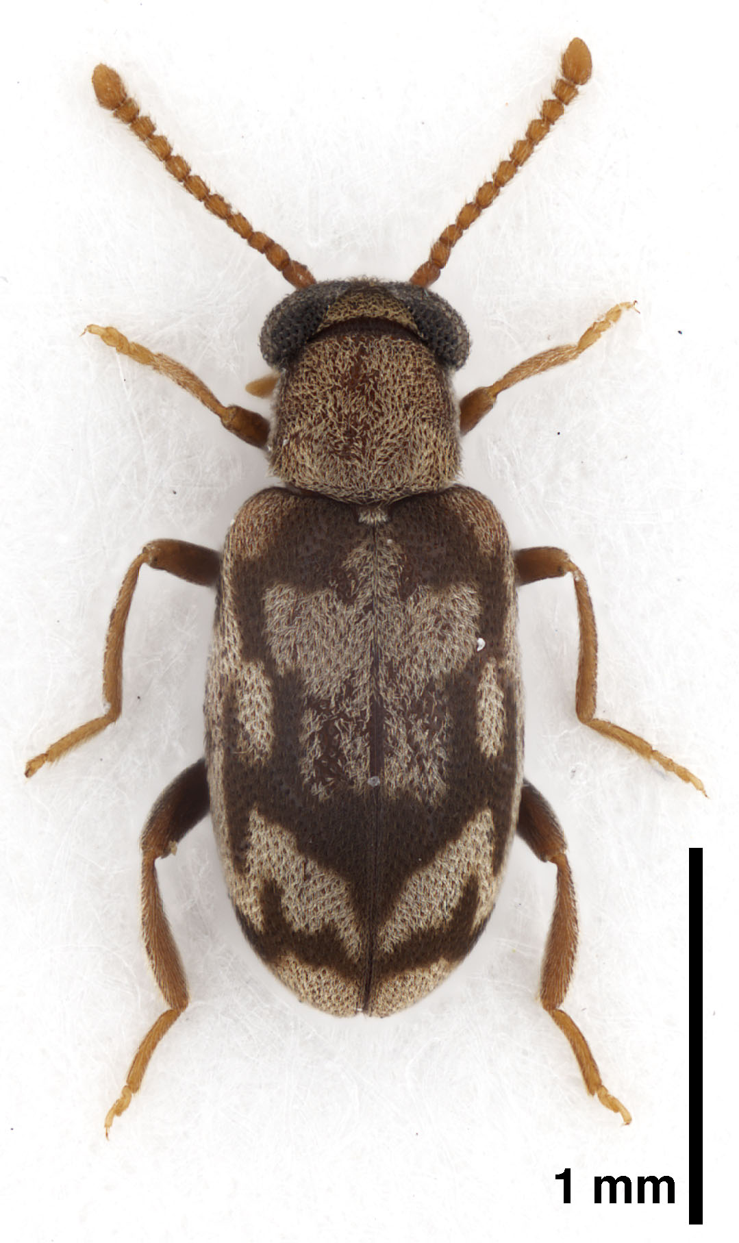 Mixaderus tamisieri Gompel, 2021