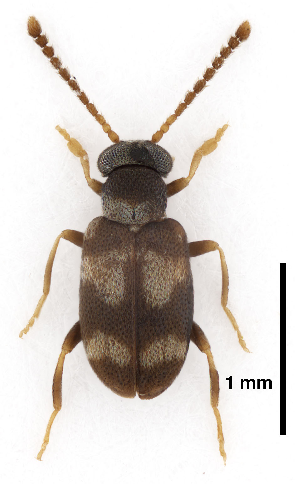 Mixaderus lemagneni Gompel, 2021