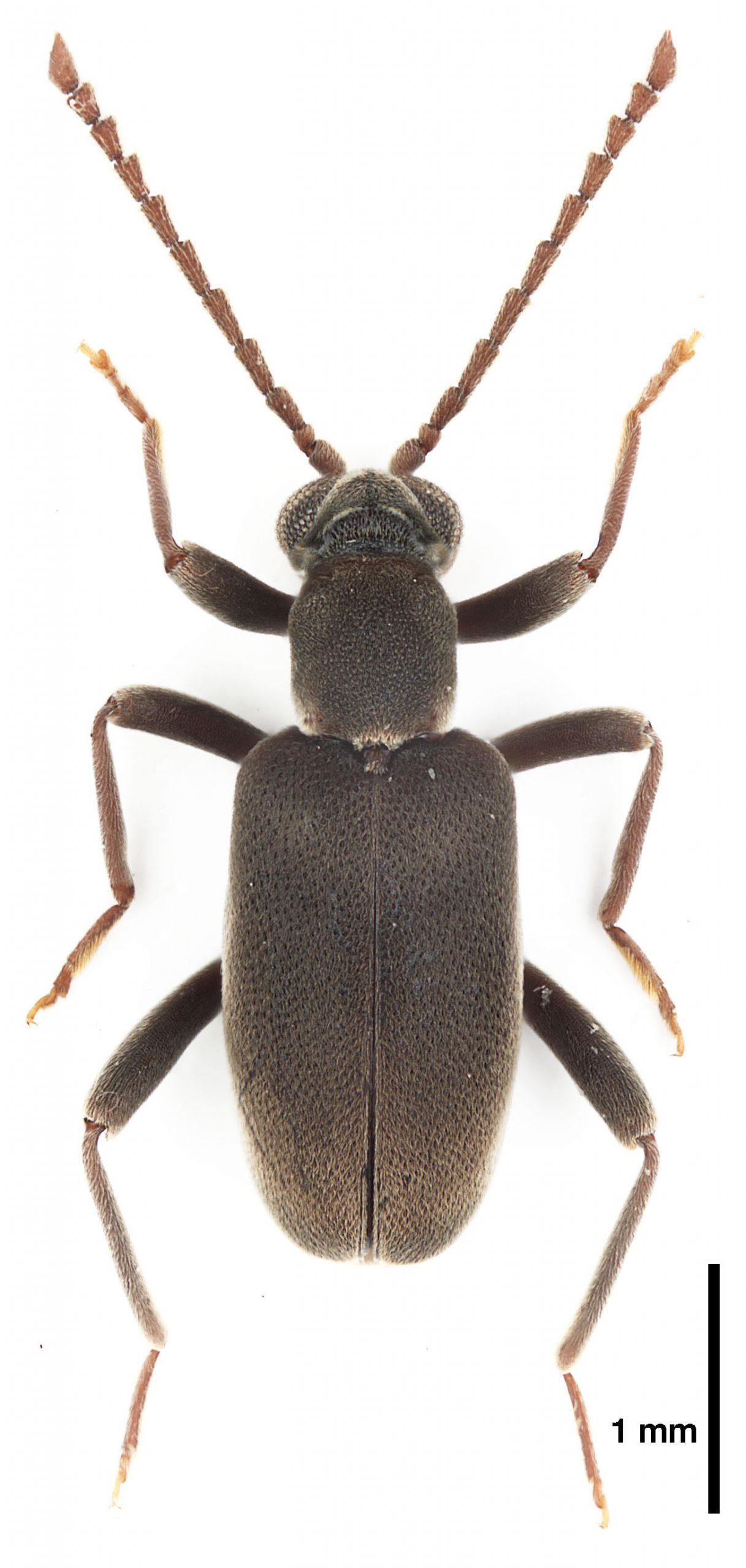 Zarcosia gerstmeieri Gompel, 2020