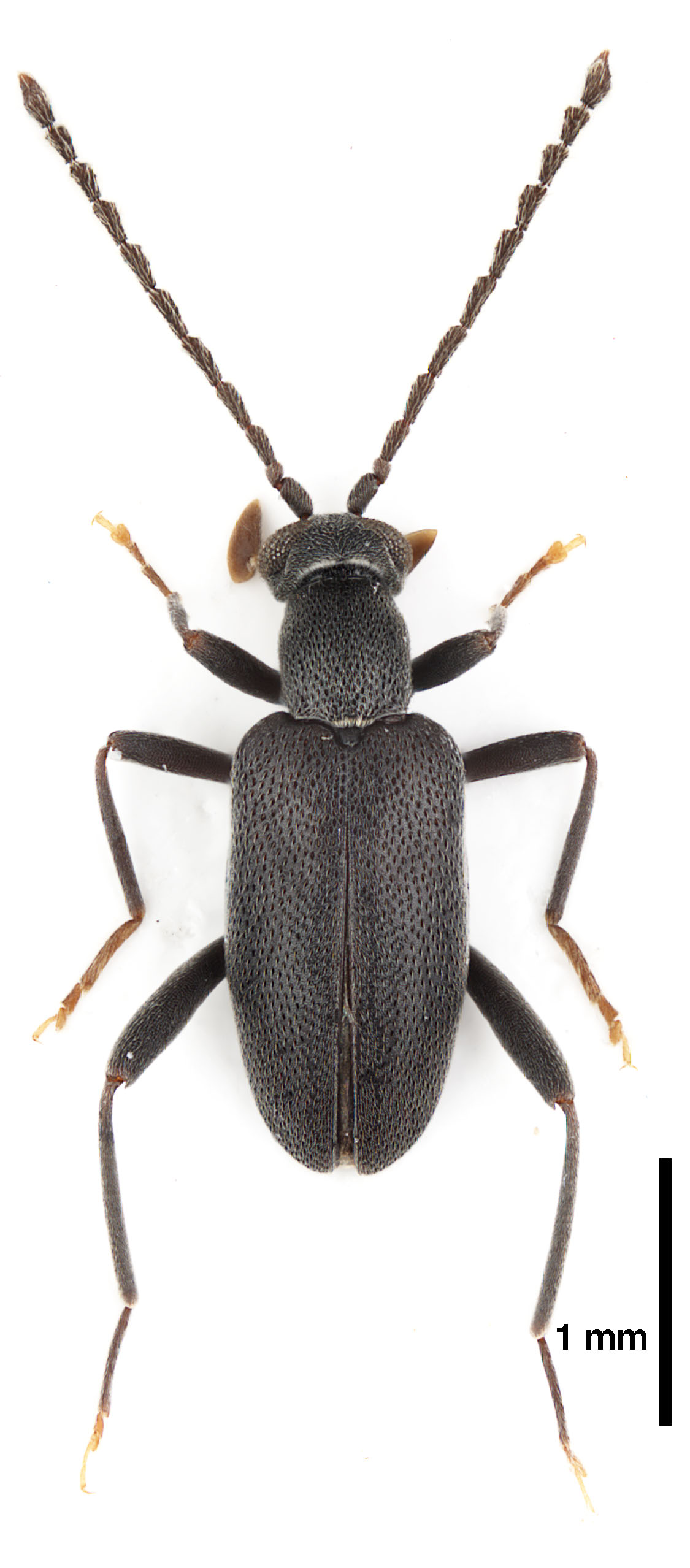 Zarcosia weigeli Gompel, 2020