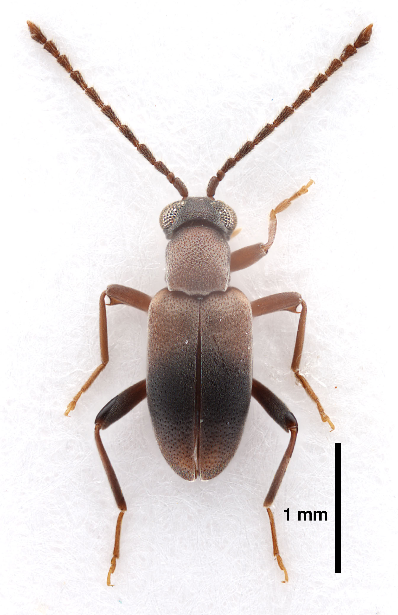 Zarcosia spinifemur Gompel, 2020