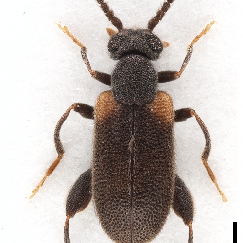 Elonus gruberi Gompel, 2017