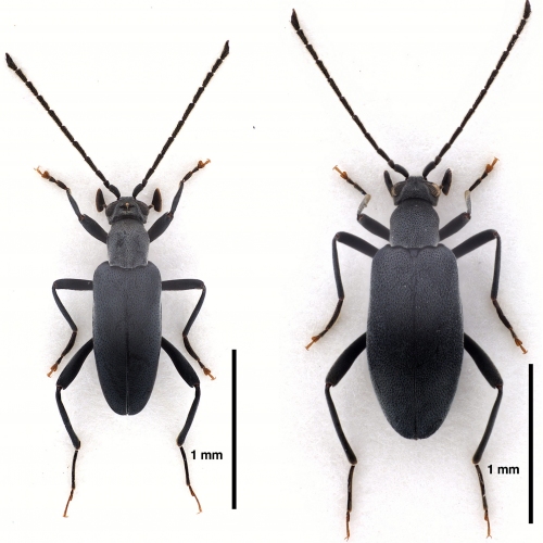 Zarcosia lemairei Gompel, 2020