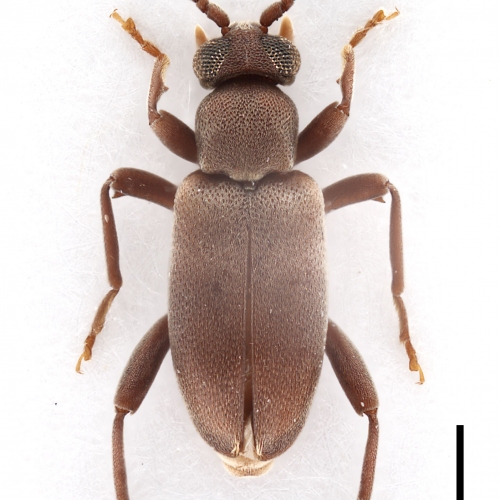 Zarcosia intermedia Gompel, 2020