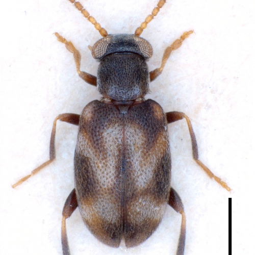 Mixaderus poussereaui Gompel, 2012